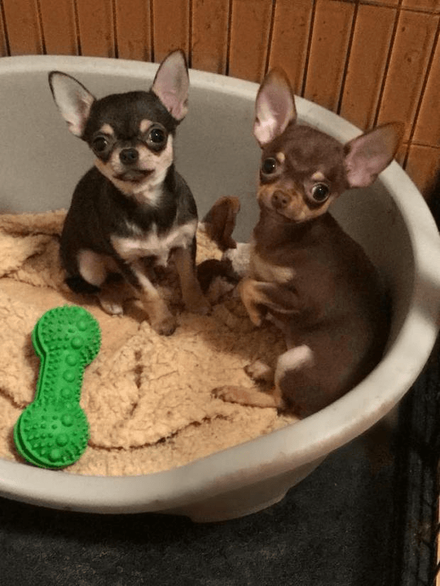 Chiots chihuahua lof