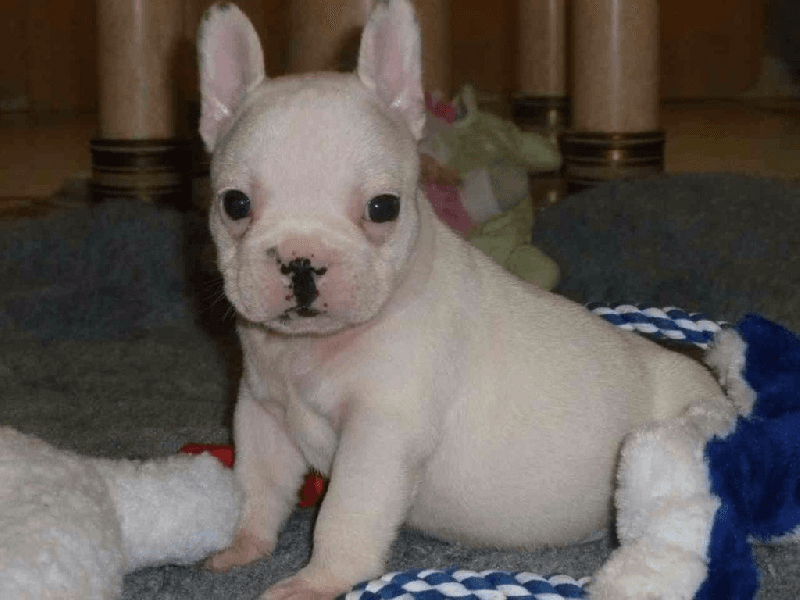 ADorable bouledogue français femelle non lof - Photo 1