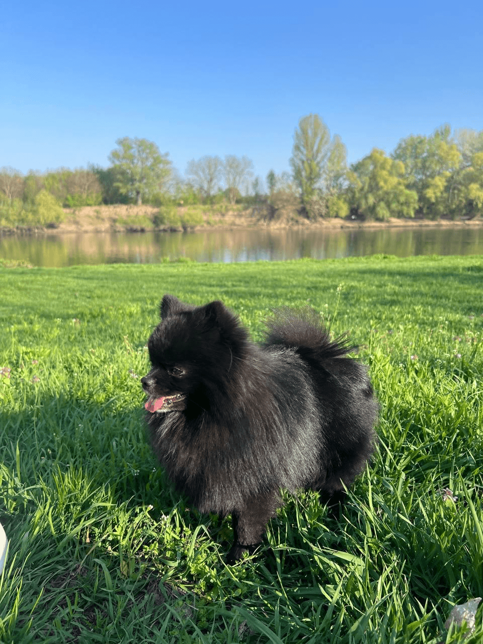 Pomeranian Pom. Korean - Photo 1