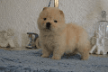 CHIOT CHOW CHOW Male a donner - Photo 1