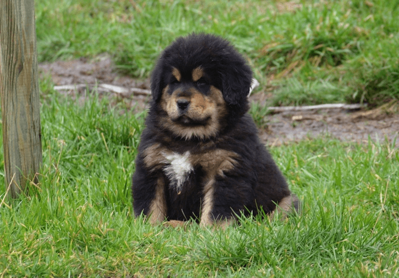 Le dogue du Tibet chiot - Photo 1