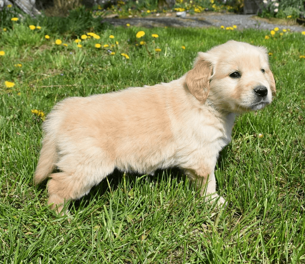 Chiot Golden Retriever