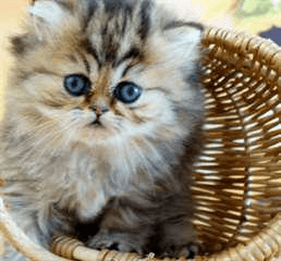 2 beaux chatons persan à donner