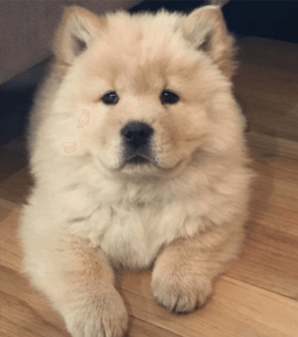 Chiots chowchow lof - Photo 1