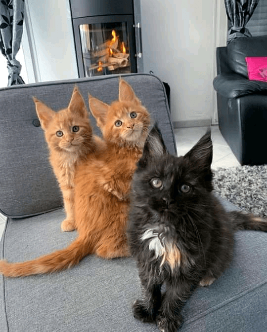Adoptions Chatons maine coon. - Photo 1