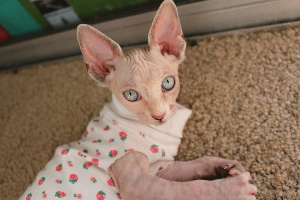 Chaton Sphynx femelle - Photo 1