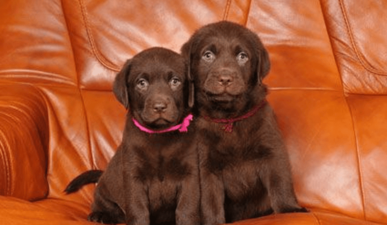 Chiots disponibles - Photo 1