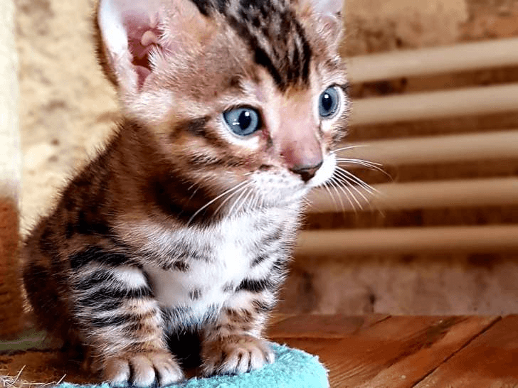 Chatons Bengal - Photo 1