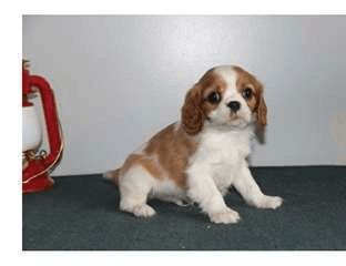 Donne chiot cavalier king charles - Photo 1
