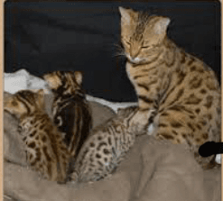 Magnifique chaton BENGAL à donner