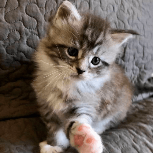 chaton maine coon