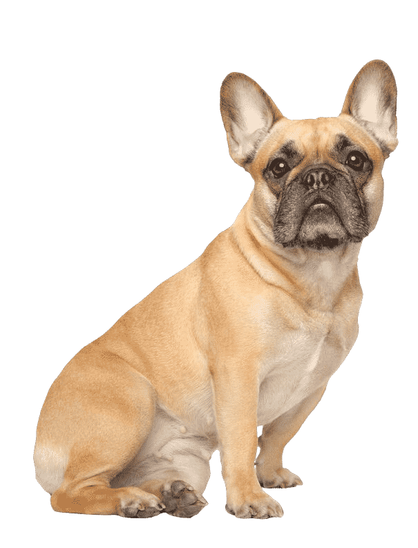 Chien de France