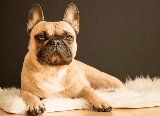 Chien de France - Photo 1
