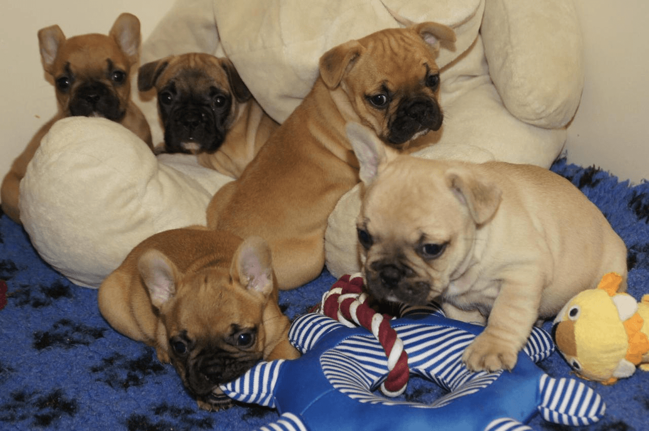 4 adorables chiots bouledogue francais lof