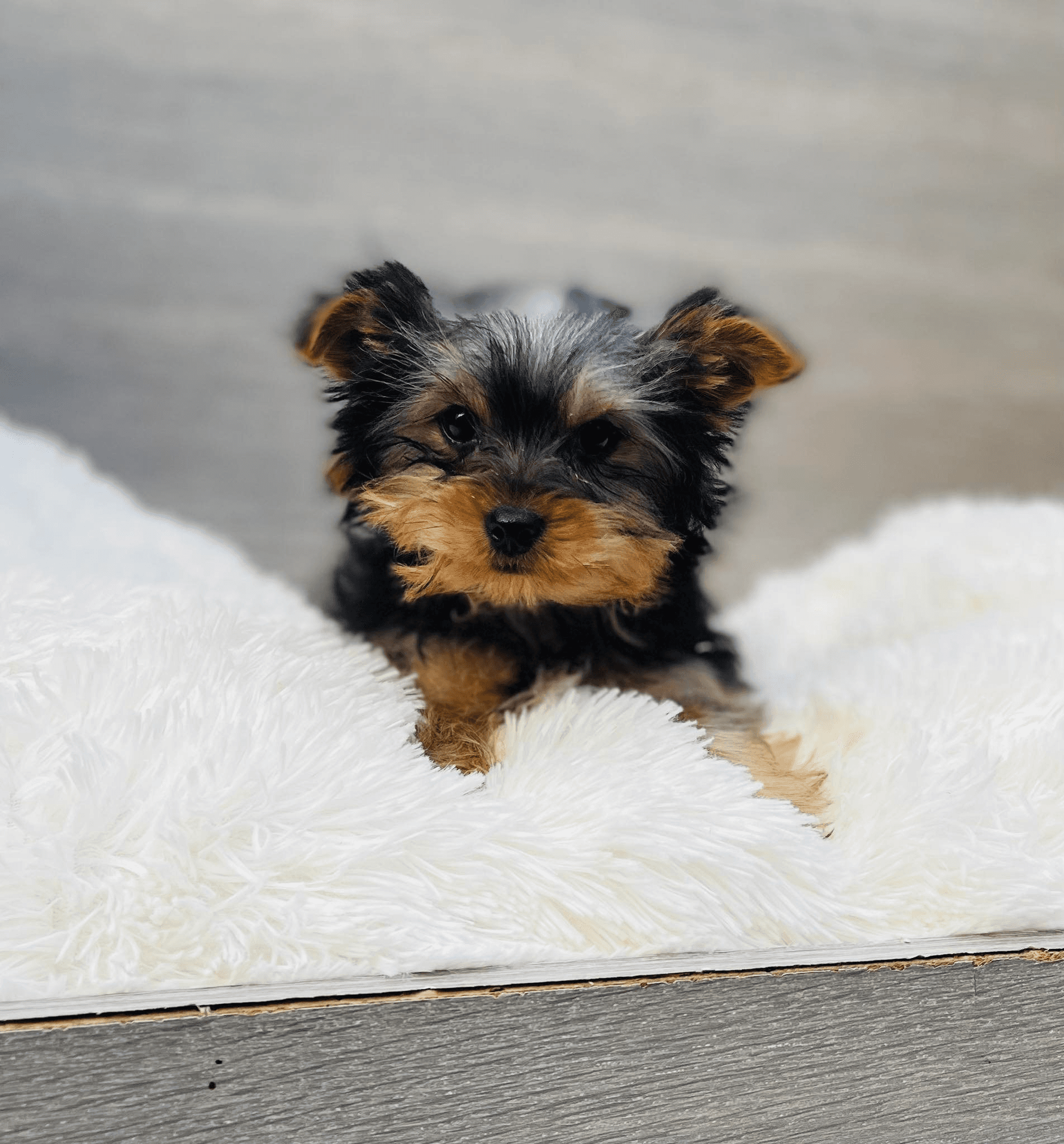 york-shire terrier