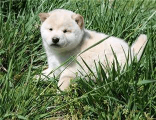 Donne ce nounours chiot shiba inu - Photo 1