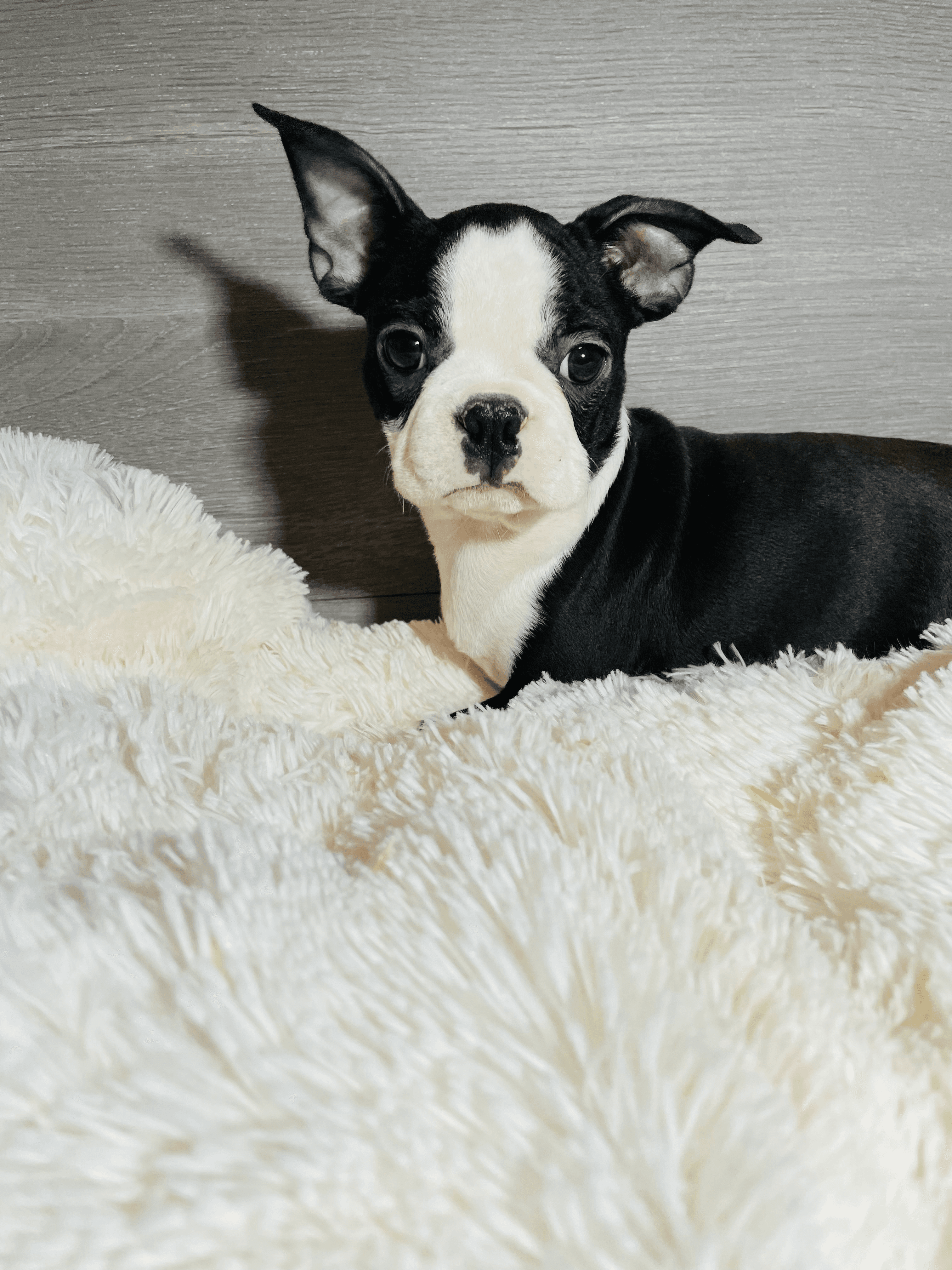 boston terrier a vendre