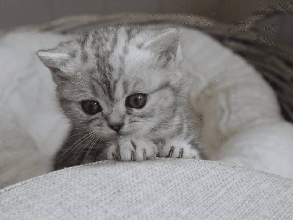 chaton british shorthair
