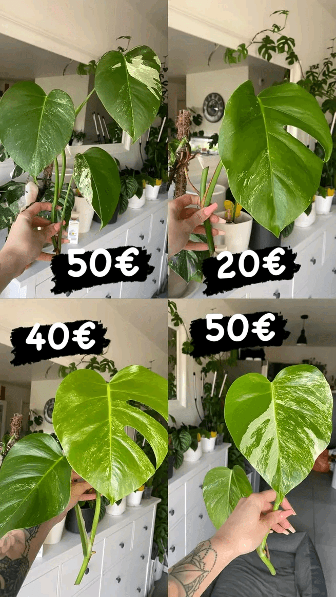 Des plantes vertes, jolie et Vertus - Photo 1