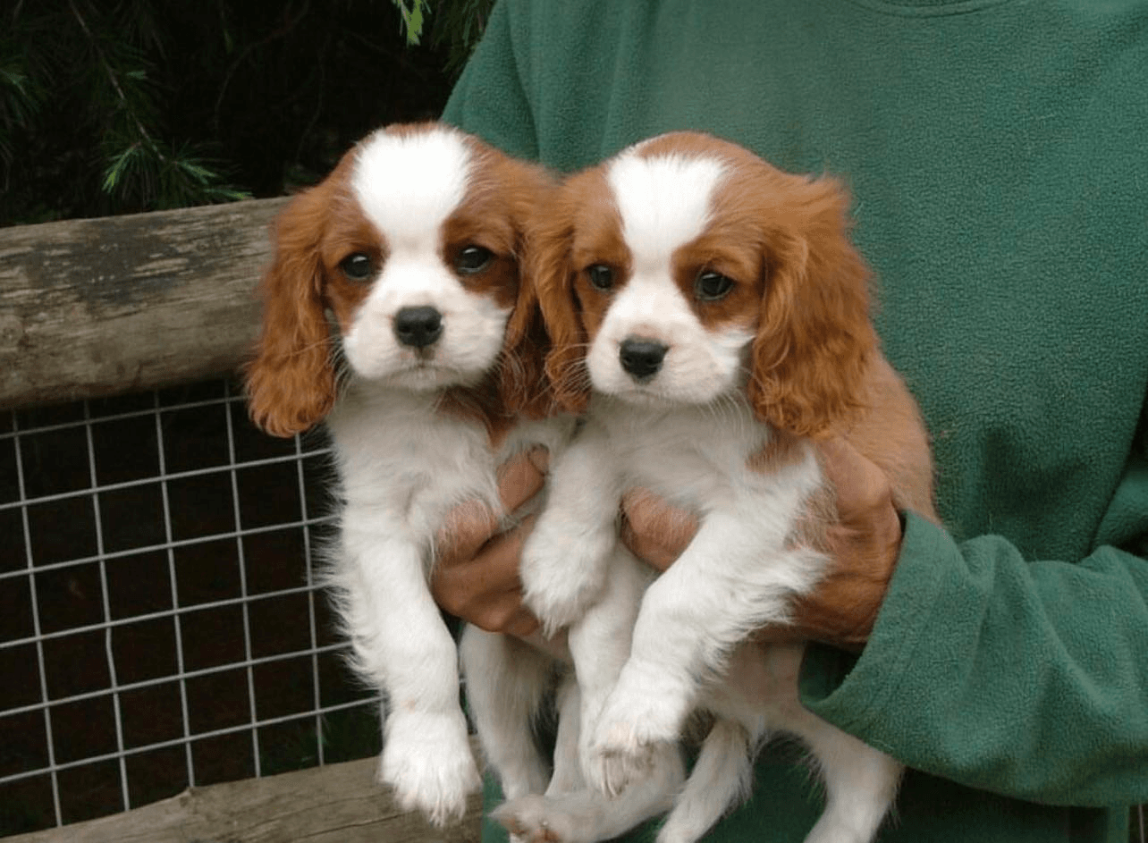 Chiots Cavalier King Charles Spaniel - Photo 1