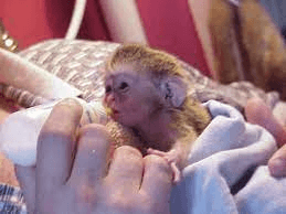 A donner Magnifique Singe capucin femelle