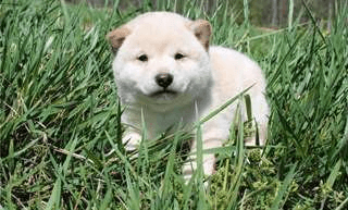 nounours chiot shiba inu - Photo 1