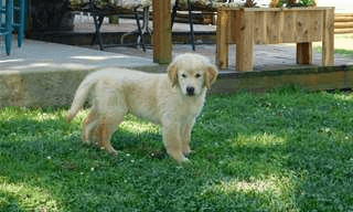 Donne chiot golden retriever - Photo 1