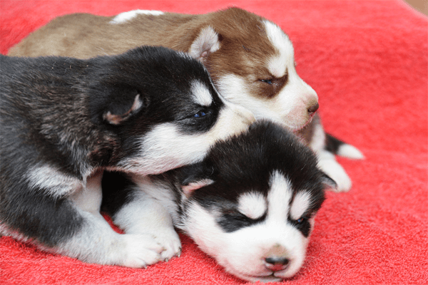 Adorables chiots husky sibérien lof - Photo 1