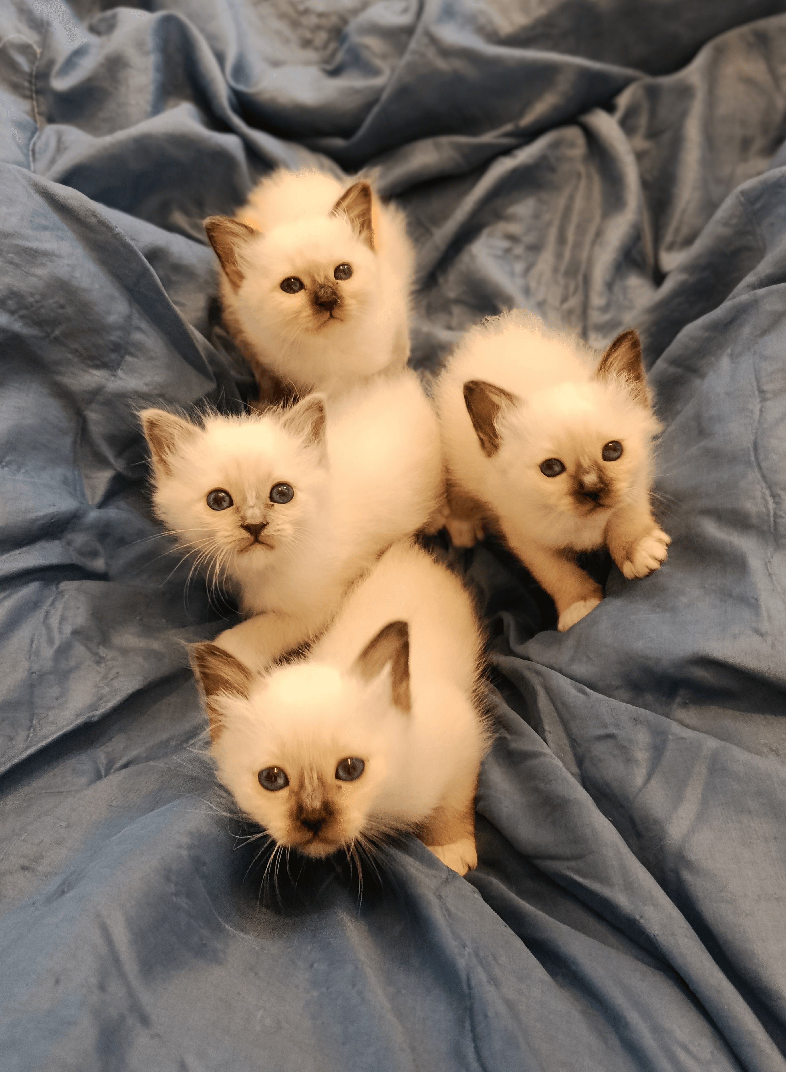 Chatons Sacré de Birmanie à réserver - Photo 1
