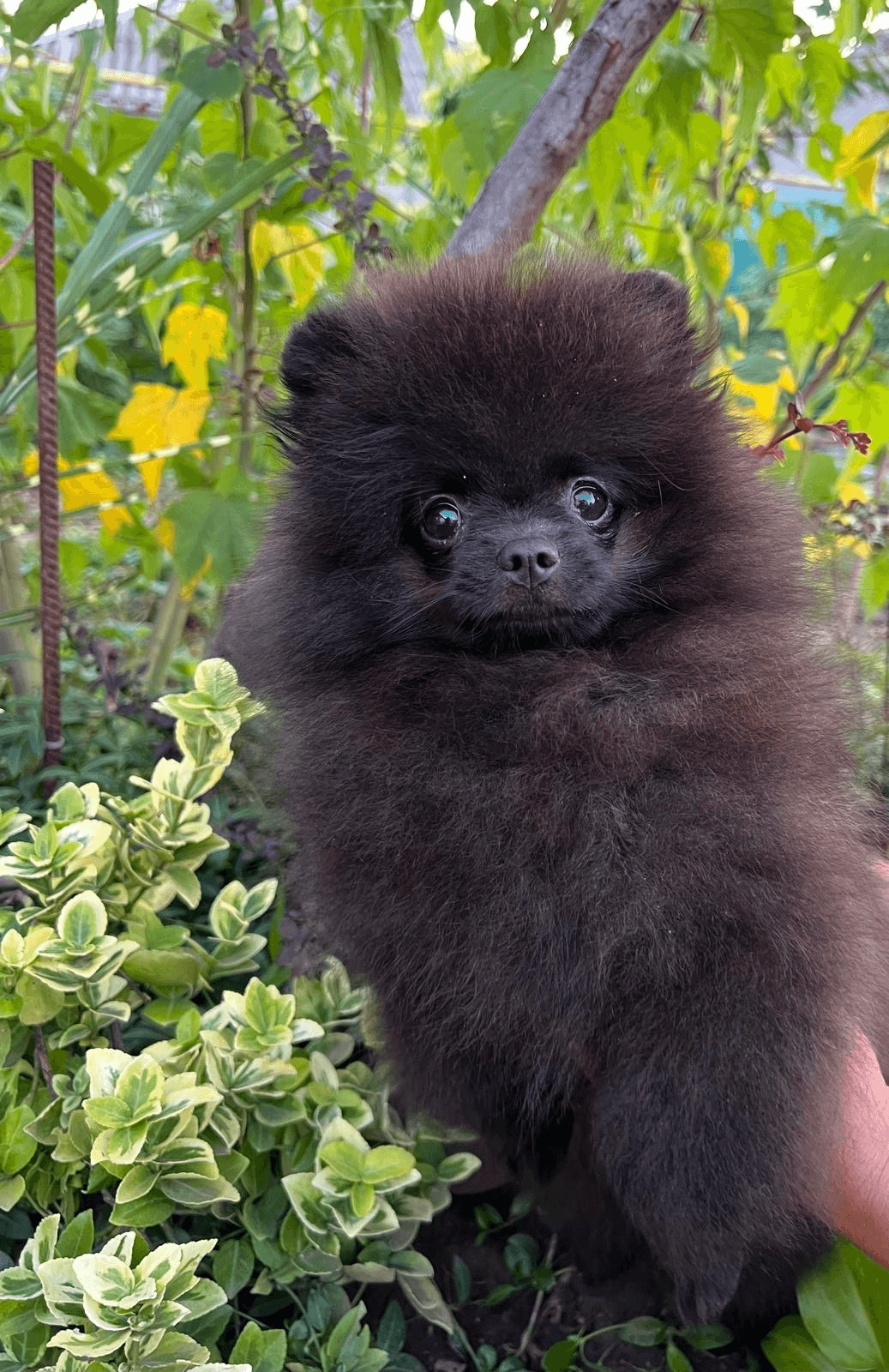 Pomeranian - Photo 1