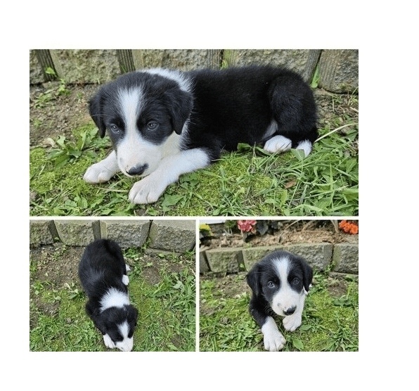 Chiots Border Collie disponibles pour adoption - Photo 1