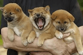 chiots shiba inu lof - Photo 1