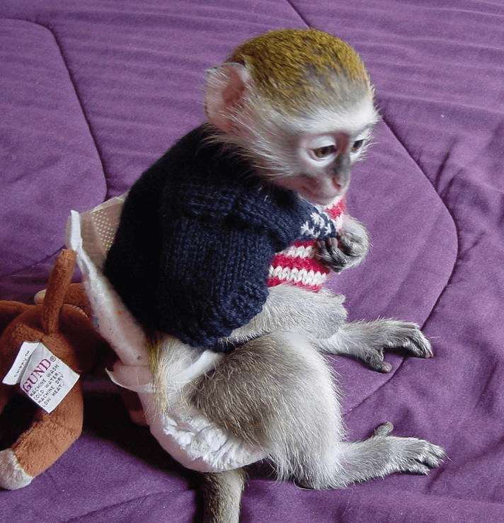 A donner Magnifique Singe capucin femelle
