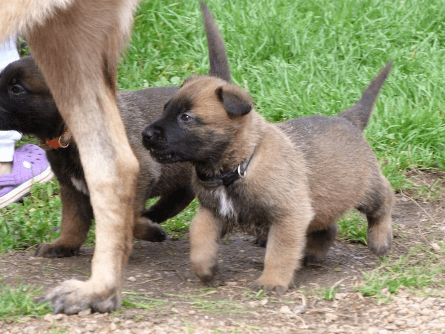 Chiots Berger Malinois - Photo 1