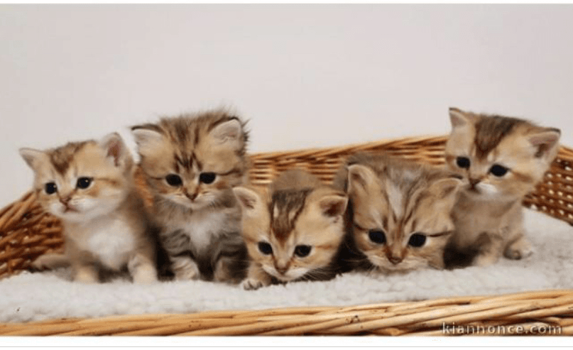Magnifique chatons PERSSAN à adopter