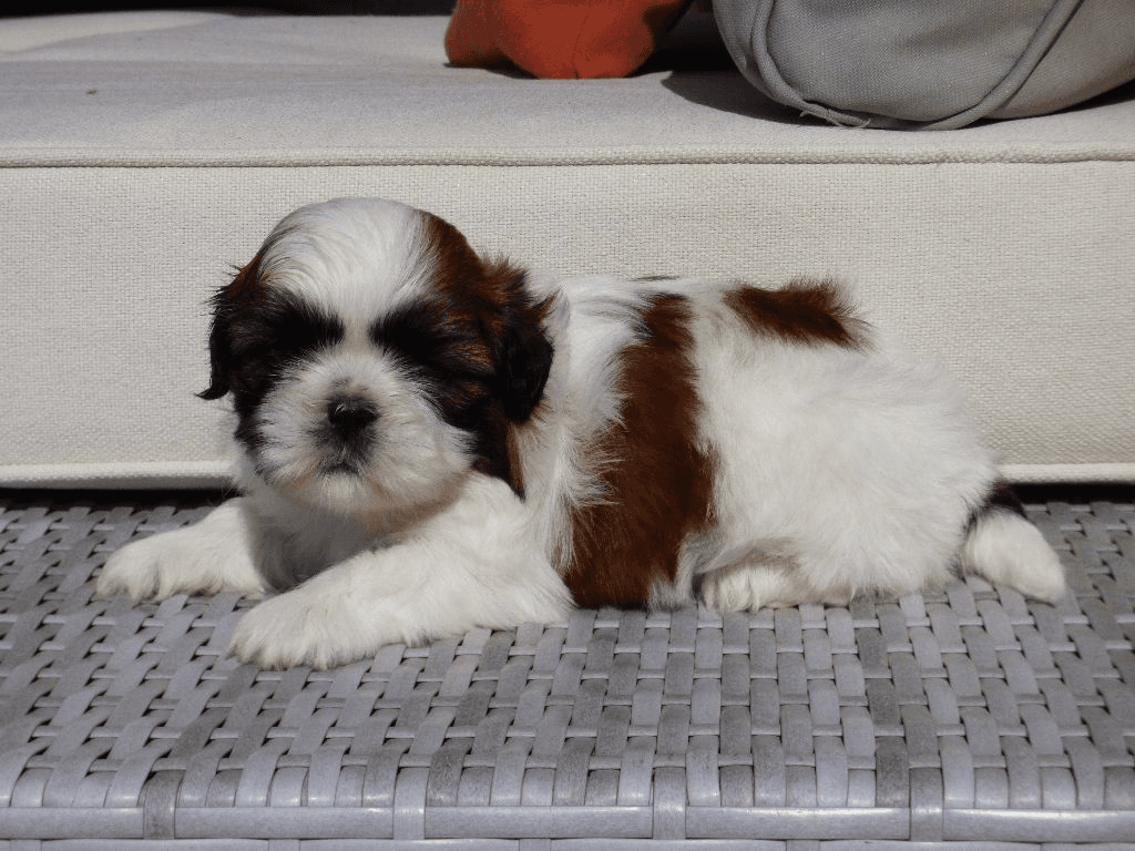 Chiot Shih Tzu