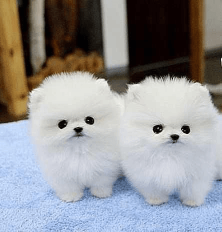 Chiots poméraniens à vendre - Photo 1