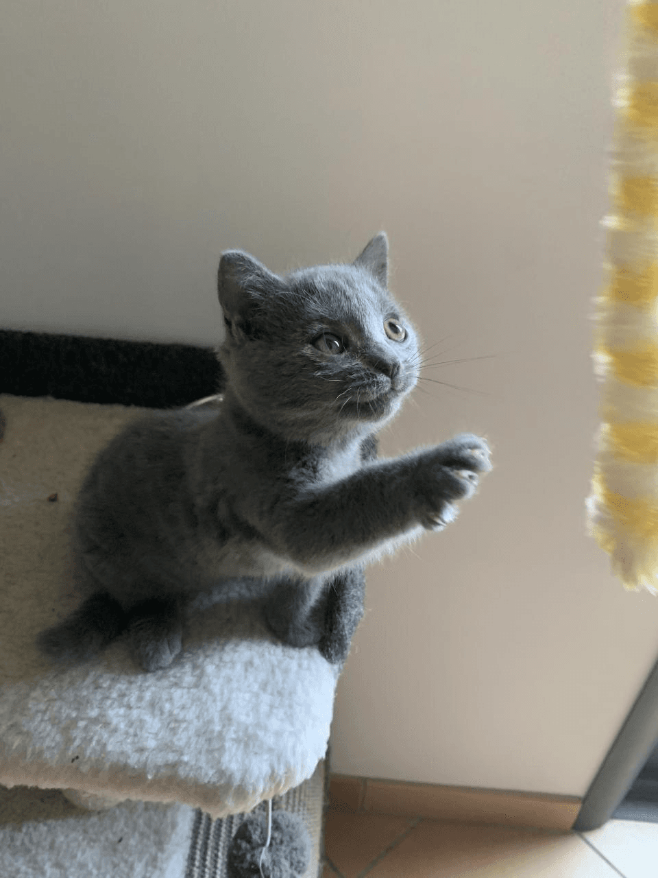 Adorable chaton mâle - Photo 1