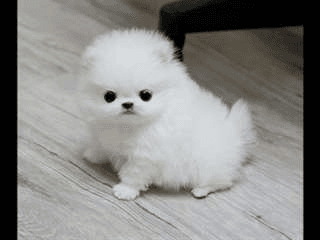 Donne magnifique chiot Pomeranien propre, sociable - Photo 1