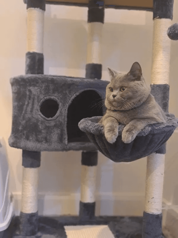 British shorthair mâle