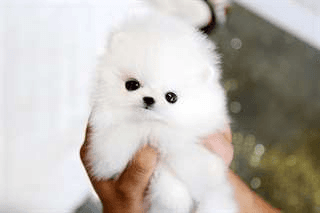 Ce magnifique chiot Pomeranien, sociable, propre, bonne entente avec les enfants cherche un nouvelle - Photo 1