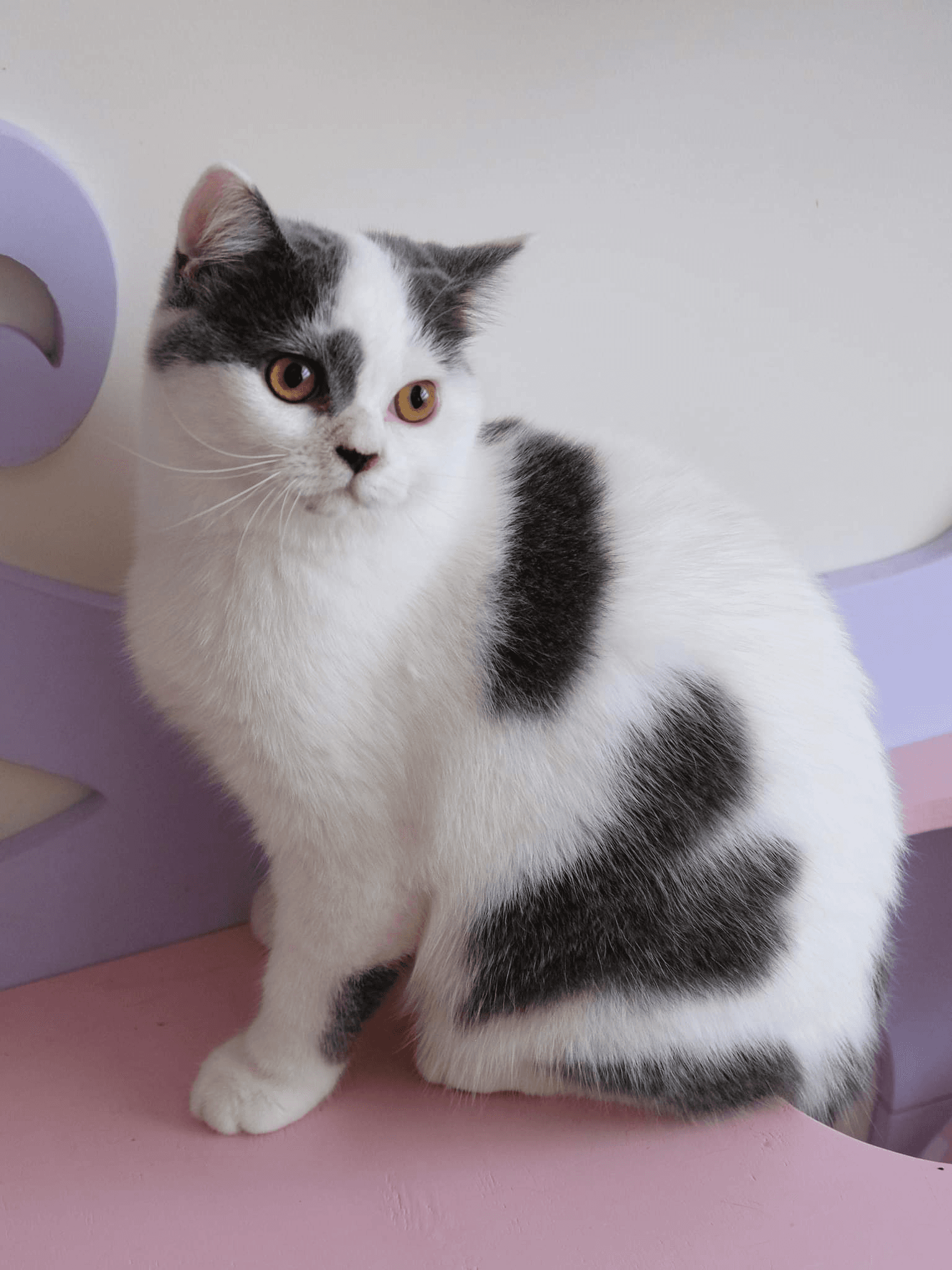 Scottish Highland fold straight - Photo 1