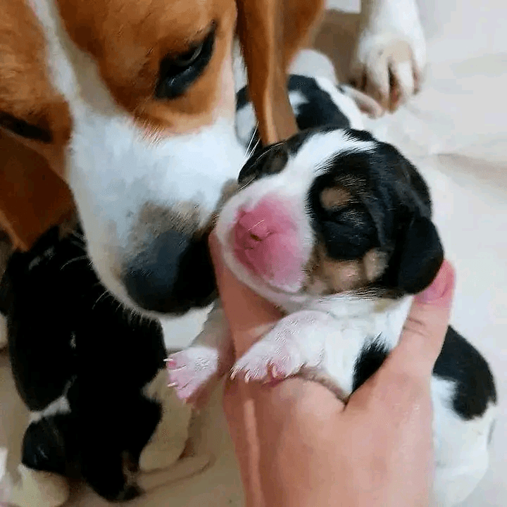 Adorables Chiots Beagle