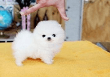 Je donne le plus petit chiot du monde contre bons soins par manque de temps de m'occuper de lui. - Photo 1