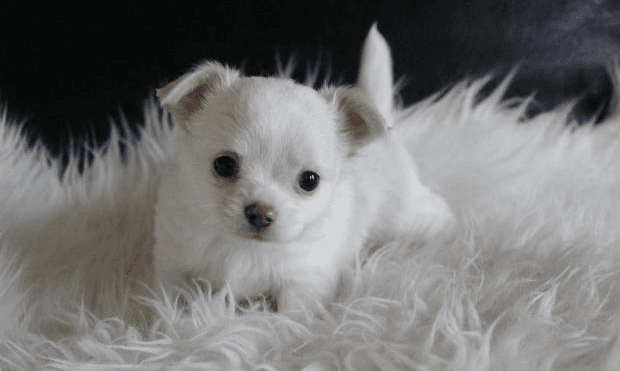 Adorable chiot chihuahua femelle - Photo 1