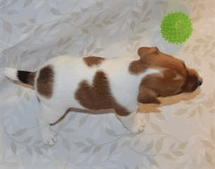 Chiot type Jack Russel mâle