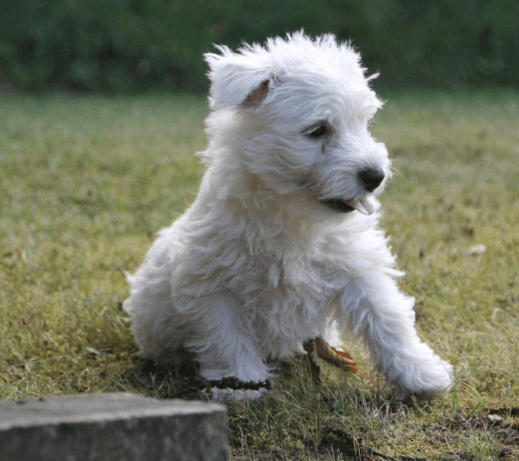 Animal moins de 8 semaine