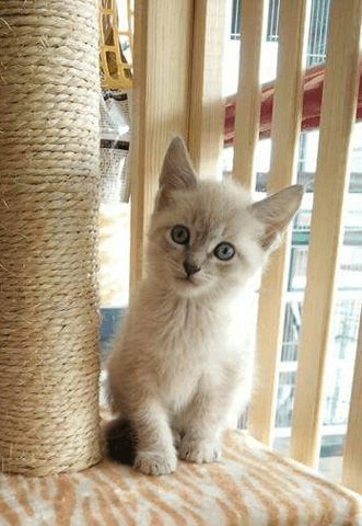 Chatons Sacré de Birmanie A DONNER