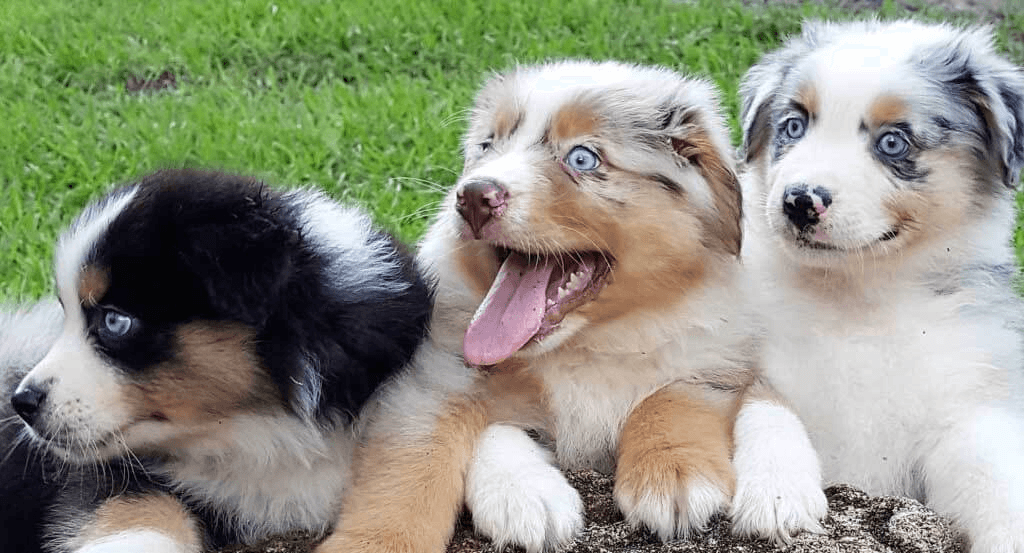 Jolis chiots berger australien lof - Photo 1