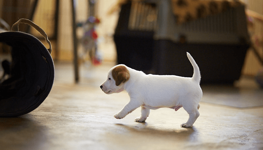 Jack Russel